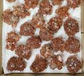 Lot: / to / Twinned Aragonite Clusters - Pieces #134142-1